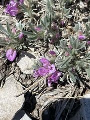 Astragalus tridactylicus