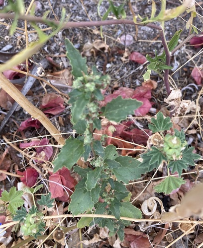 Chenopodium murale iNat (3)