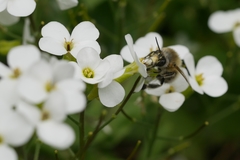 Anthophora plumipes