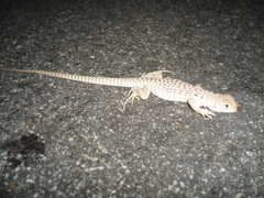 Dipsosaurus dorsalis dorsalis