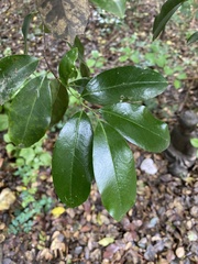 Prunus caroliniana