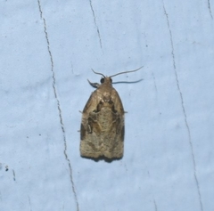 Archips grisea