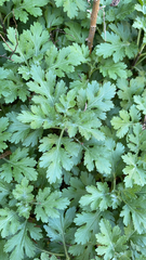 Chrysanthemum lavandulifolium