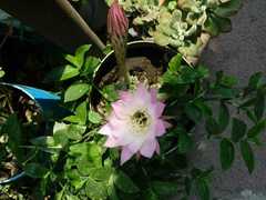 Echinopsis