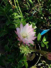 Echinopsis