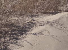 Dipsosaurus dorsalis dorsalis