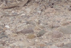 Dipsosaurus dorsalis dorsalis