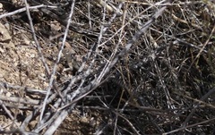 Dipsosaurus dorsalis dorsalis