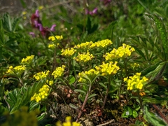 Alyssum umbellatum