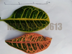 Codiaeum variegatum pictum