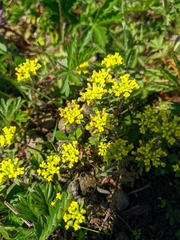 Alyssum umbellatum