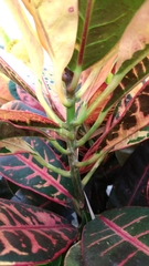 Codiaeum variegatum pictum