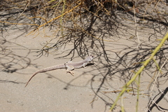 Dipsosaurus dorsalis dorsalis