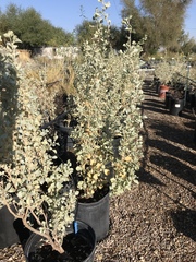 Atriplex lentiformis lentiformis