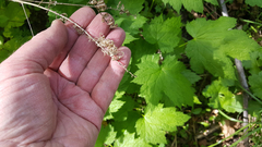 Actaea elata elata