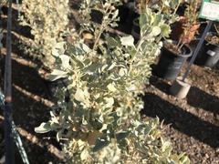 Atriplex lentiformis lentiformis