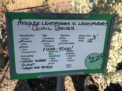 Atriplex lentiformis lentiformis