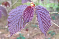 Corylus maxima