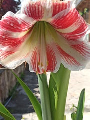 Hippeastrum vittatum