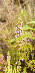 Erica intervallaris