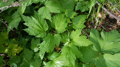 Actaea elata elata