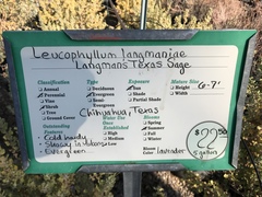 Leucophyllum langmaniae