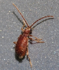 Ptinus dubius