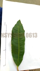 Codiaeum variegatum pictum