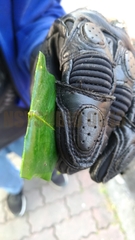 Codiaeum variegatum pictum