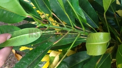 Codiaeum variegatum pictum