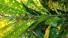 Codiaeum variegatum pictum