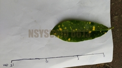 Codiaeum variegatum pictum