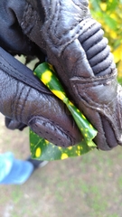 Codiaeum variegatum pictum