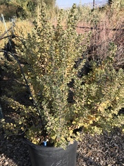 Leucophyllum langmaniae