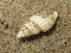 Propebela turricula