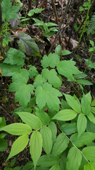 Actaea elata elata