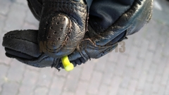 Codiaeum variegatum pictum