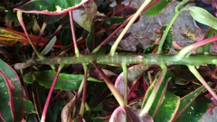 Codiaeum variegatum pictum