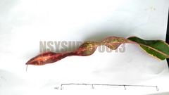 Codiaeum variegatum pictum