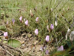 Astragalus corniculatus