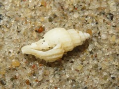 Propebela turricula