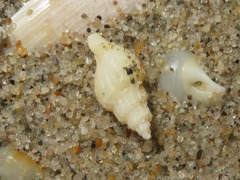 Propebela turricula