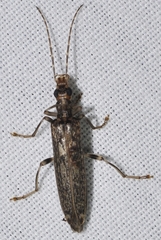 Oedemera marmorata