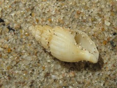 Propebela turricula