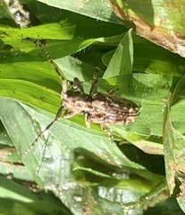 Pterolophia bigibbera