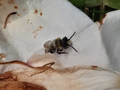 Andrena danuvia
