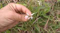 Rhynchospora nervosa