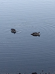 Lophonetta specularioides