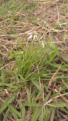 Rhynchospora nervosa