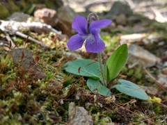 Viola fimbriatula